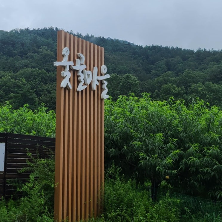  대구 동구 가볼만한 곳 옻골마을 배롱나무 명소 비오는 날 강아지 산책 코스