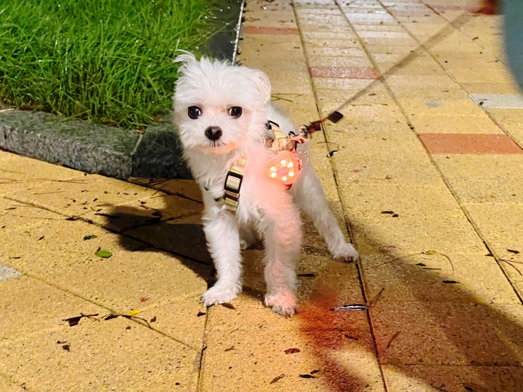강아지 야간산책 필수템 LED 나이트가디언 P미니