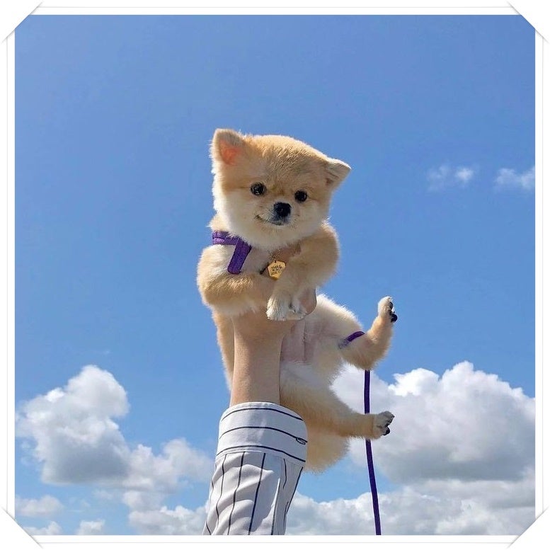강아지가 나오는 꿈 강아지 오줌싸는 꿈 강아지꿈