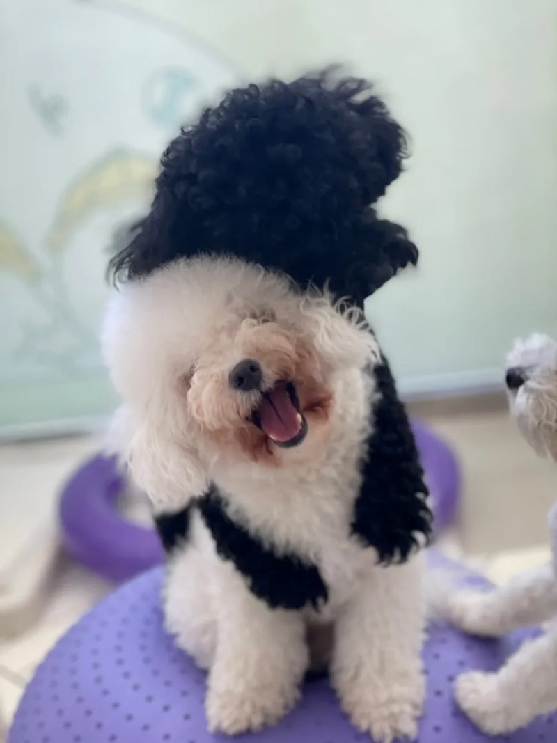 멍뭉펫 유치원