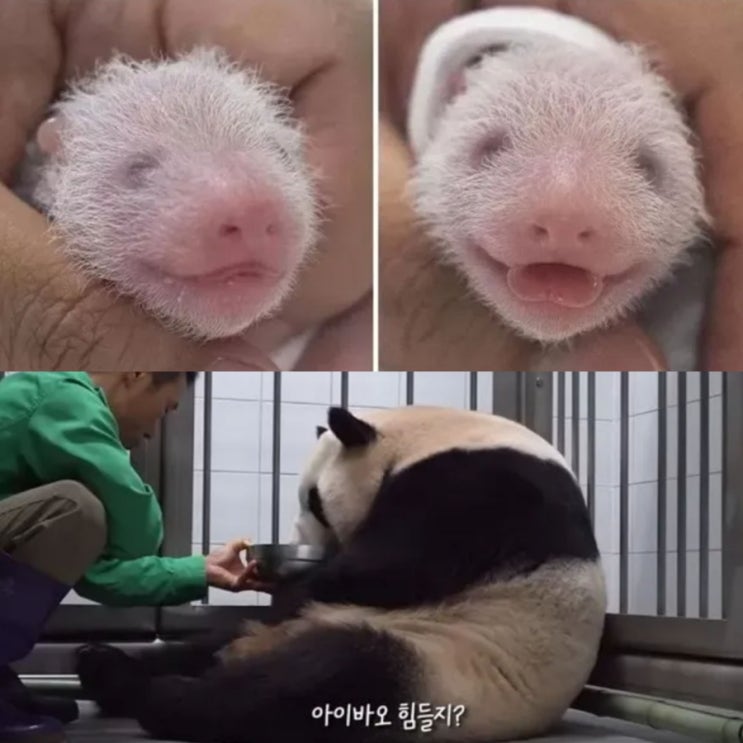  판다는 쌍둥이 낳으면 한 마리 버리는데...사육사 덕분에 두 마리 다 키우기로 아이바오