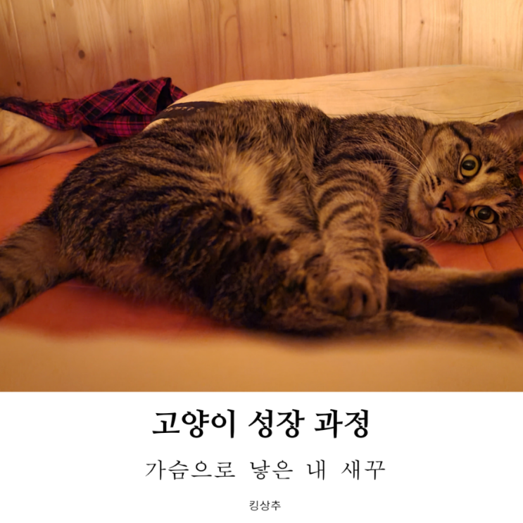  고양이 성장기를 알아보아요! 고양이 성격 고양이 성장