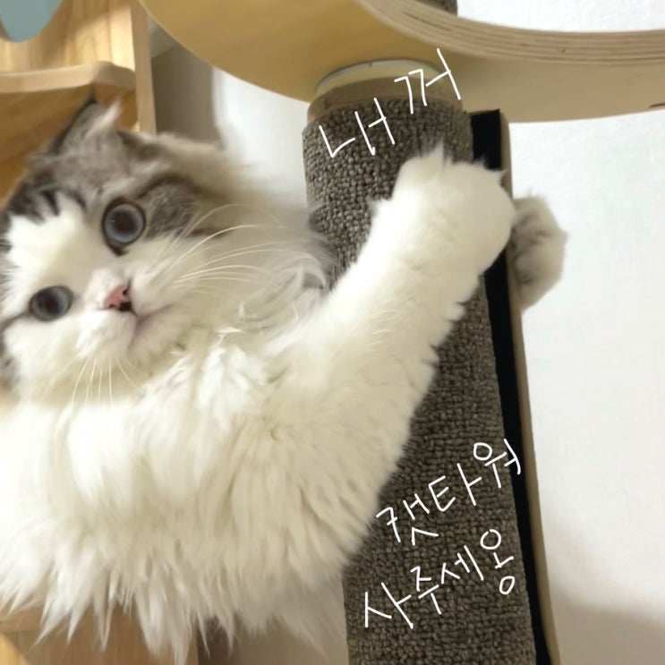  [고양이 캣타워] 흙수저고양이 성공신화 그리는 중, 가또블랑코 내추럴 파인 캣트리