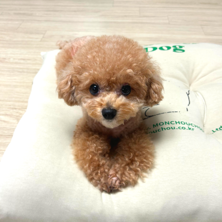  마치 엄마 품처럼 포근한 방석?