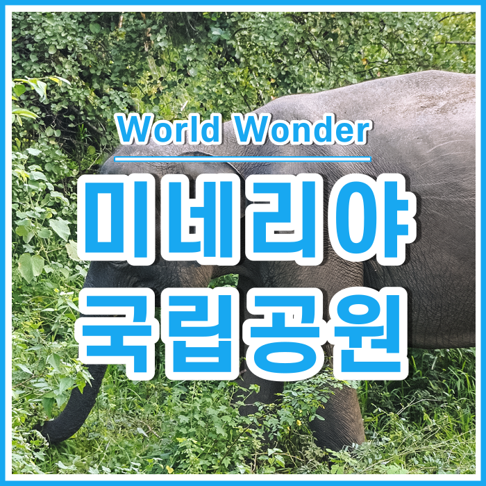  [스리랑카2] 미네리야국립공원의 모험과 황금빛석양 : 담불라, 스리랑카사파리투어