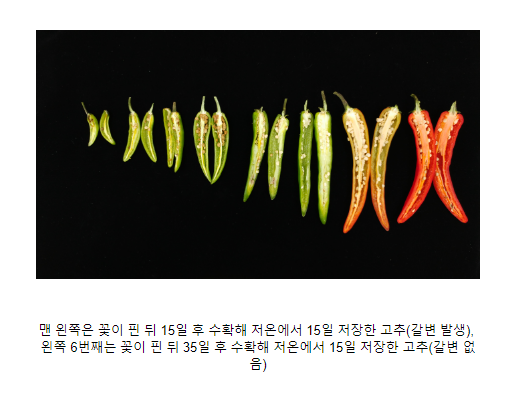 냉장 보관 풋고추, 씨가 갈색으로 변한 이유는? 냉장 보관 풋고추, 씨가 갈색으로 변한 이유는?