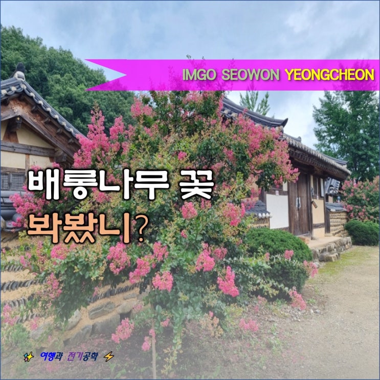  경북 영천 임고서원 포은 유물관 배롱나무 꽃 예쁘네!!