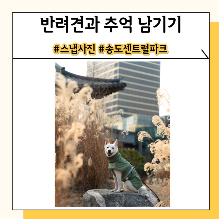 인천송도센트럴파크에서 강아지와 스냅사진 촬영 했어요 인천송도센트럴파크에서 강아지와 스냅사진 촬영 했어요