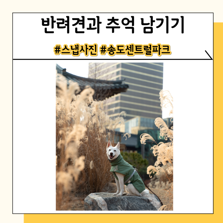 인천송도센트럴파크에서 강아지와 스냅사진 촬영 했어요