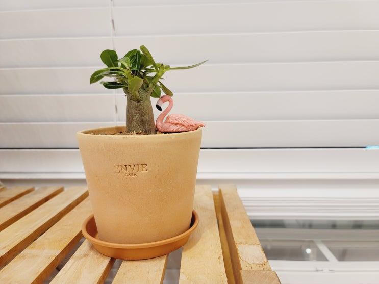  미니 바오밥 나무 DIY - 홈가드닝닷컴 석화 아데니움 분갈이 키트