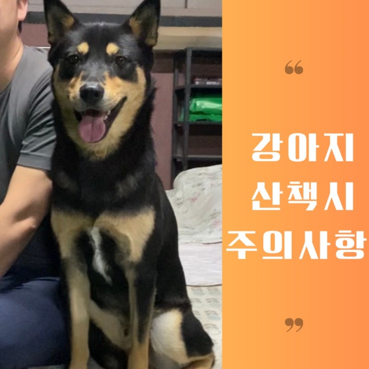  강아지 산책 시 주의해야 할 것은?