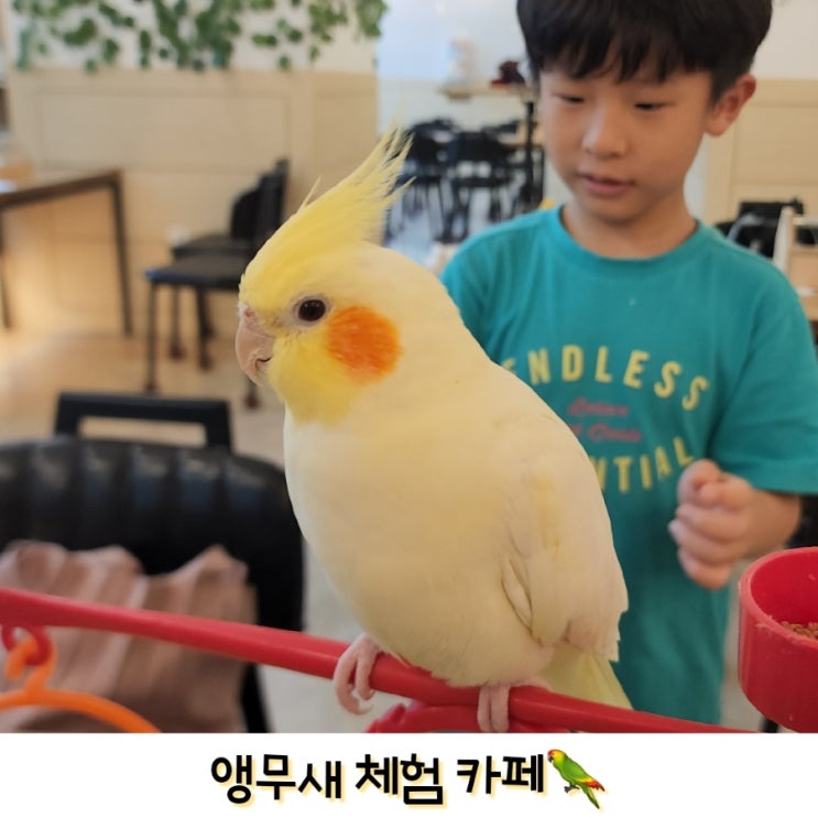  동탄앵무새카페 볼 빨간 앵무새와 말하는 앵무새 리프패럿동탄