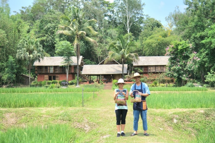  태국 여행지 치앙라이 여행 투어 농촌 체험 ahsa farmstay