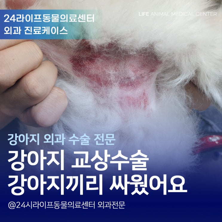 대구 강아지 응급진료 대구24시동물병원 강아지 교상수술 강아지끼리 싸웠어요 대구 강아지 응급진료 대구24시동물병원 강아지 교상수술 강아지끼리 싸웠어요