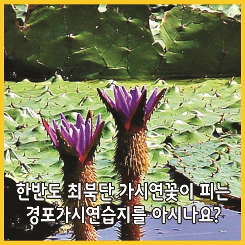  가시연꽃이 피는 경포가시연습지를 아시나요?