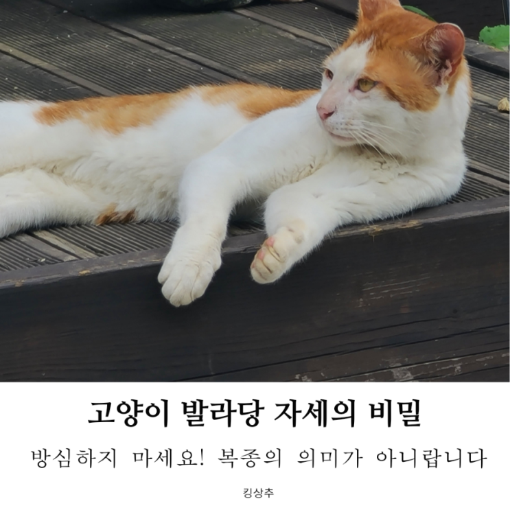  고양이 발라당 자세 무슨 의미일까요? 고양이 배 보이는 자세 고양이 발라당