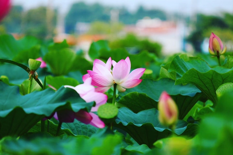 사계절식당 사진 6