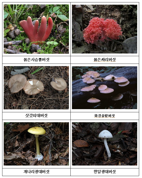 장마철 독버섯 급증, 야생버섯 섭취 주의! 장마철 독버섯 급증, 야생버섯 섭취 주의!