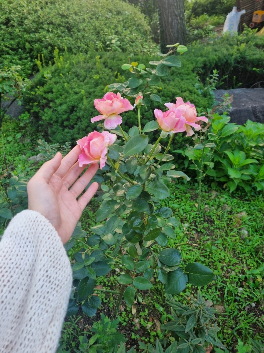 동대문엽기떡볶이 구파발점 사진 5