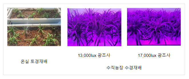 삼채 잎 잘 자라게 하는 수직농장 재배 조건 밝혀 삼채 잎 잘 자라게 하는 수직농장 재배 조건 밝혀