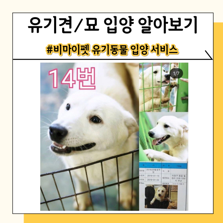 유기견 보호소 검색! 비마이펫 유기동물 입양 서비스를 확인하세요 유기견 보호소 검색! 비마이펫 유기동물 입양 서비스를 확인하세요