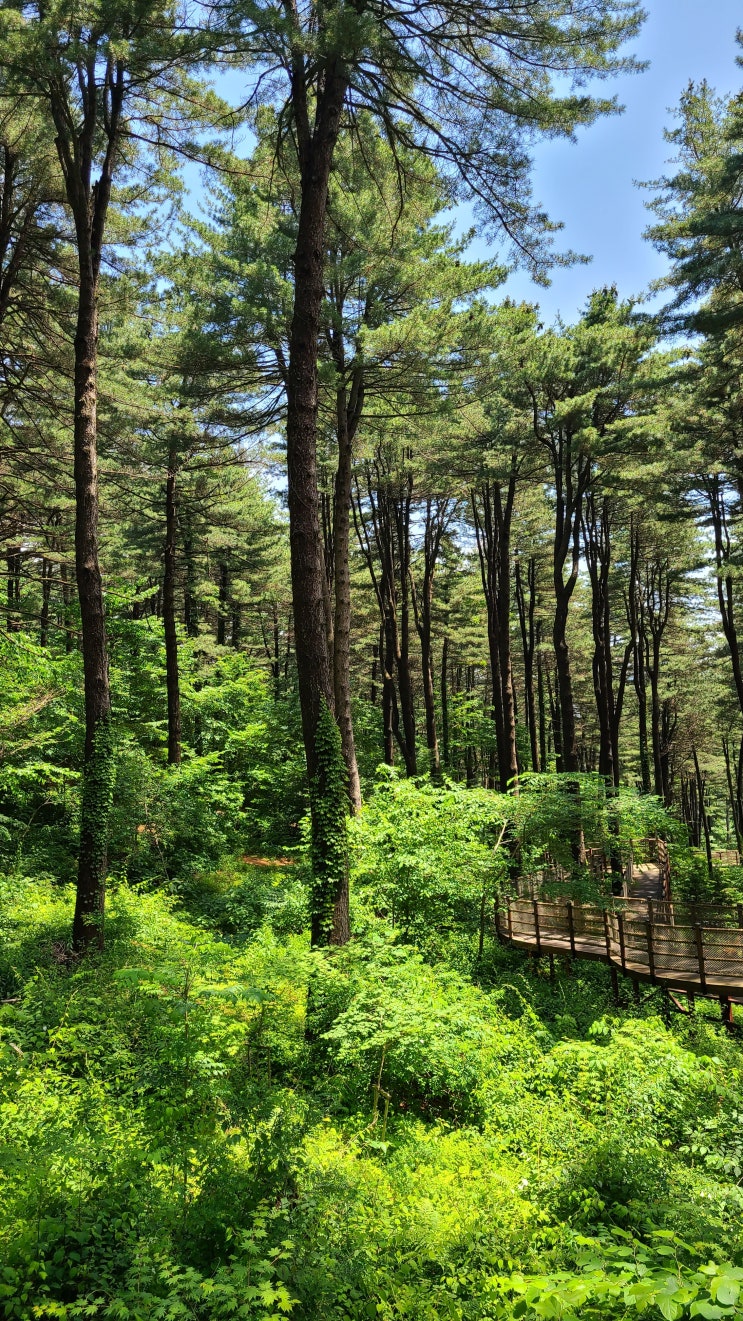  경기도 가평에서 국내 최대 잣나무림 치유의 숲인 [잣향기 푸른숲] 입니다.