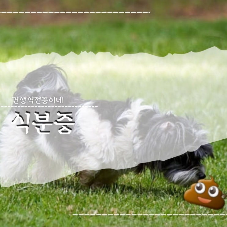  강아지 똥 먹는 이유 유기견 식분증 해결 방법