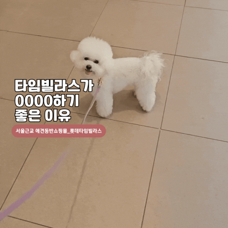  [경기도 애견동반 쇼핑몰_의왕롯데타임빌라스] "강아지 산책하기 좋은 3가지 이유"