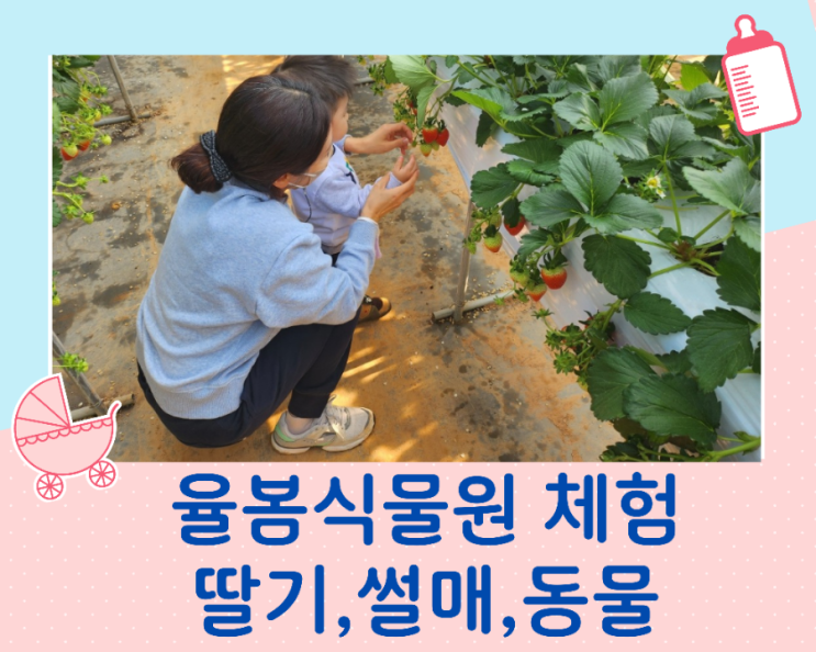  경기도 광주 아이와 가볼만한곳 율봄 식물원  딸기수확체험 (율봄 농업예술원)