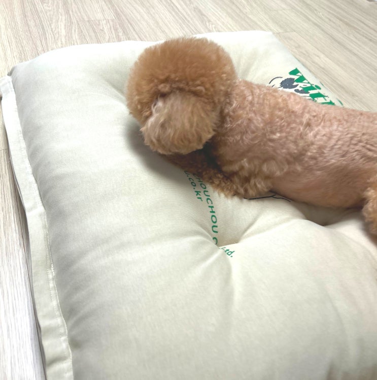  우리 아이만 이런건가요? 방석에 코 박고 움직이지 않음