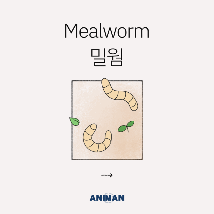 [애니먼] 반려동물 식품 원료 '밀웜' 소개