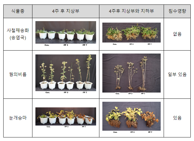 “물에 자주 잠기는 길가 화단, 이 식물 심으세요” “물에 자주 잠기는 길가 화단, 이 식물 심으세요”