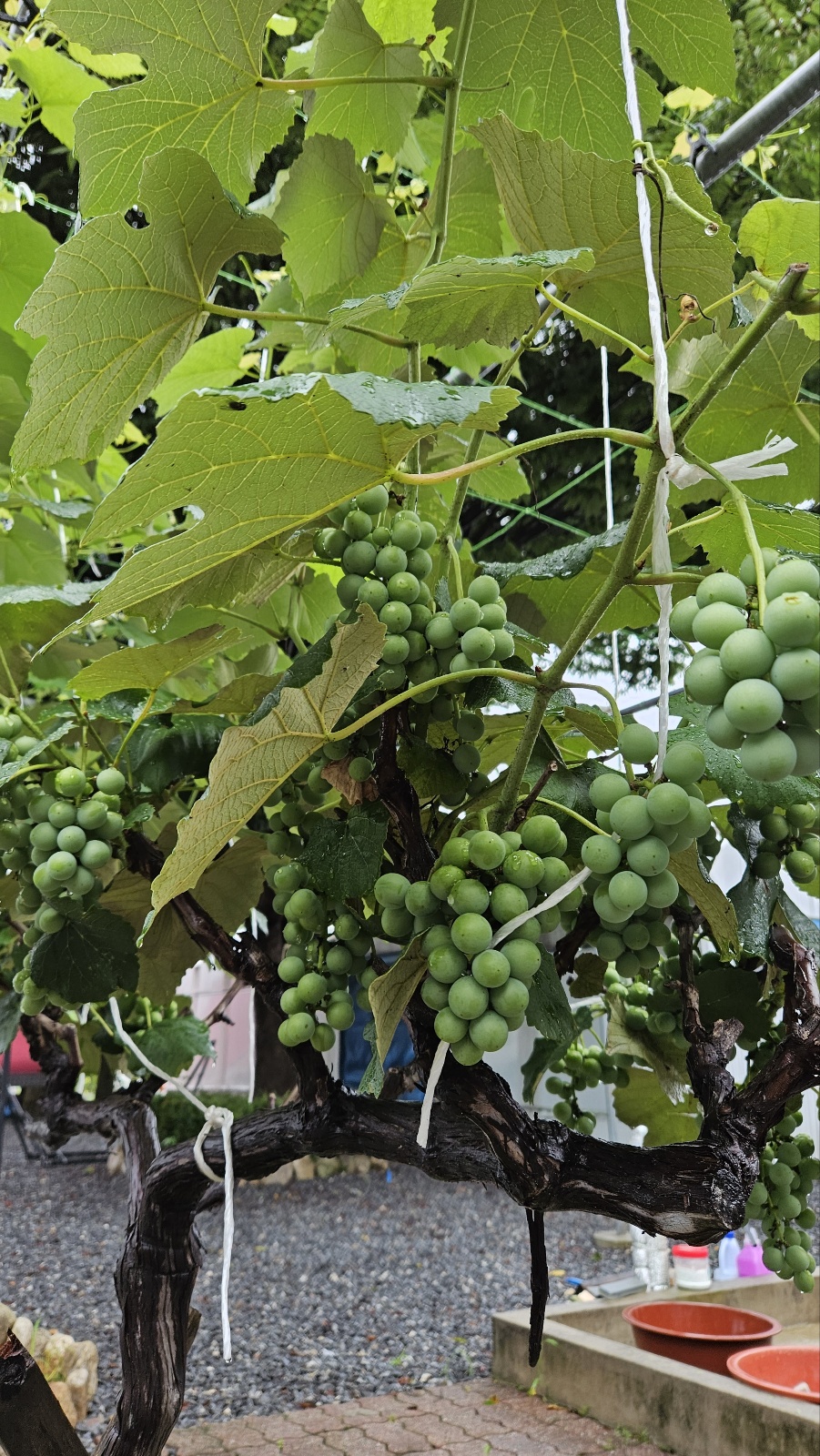고향민박 사진 2