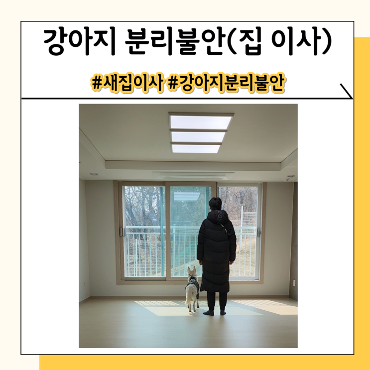 강아지 분리불안 증상 - 강아지와 새집으로 이사했더니 생긴 증상들 강아지 분리불안 증상 - 강아지와 새집으로 이사했더니 생긴 증상들