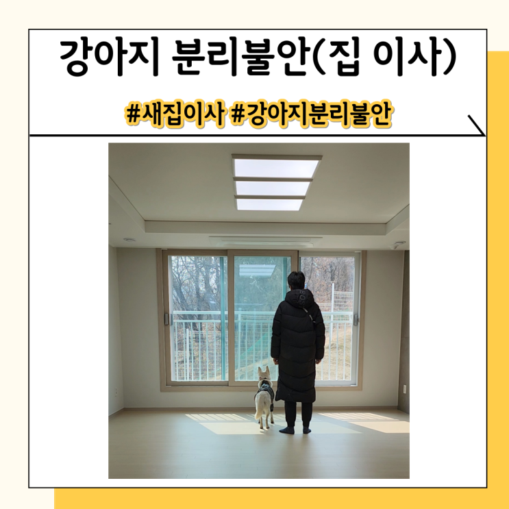 강아지 분리불안 증상 - 강아지와 새집으로 이사했더니 생긴 증상들