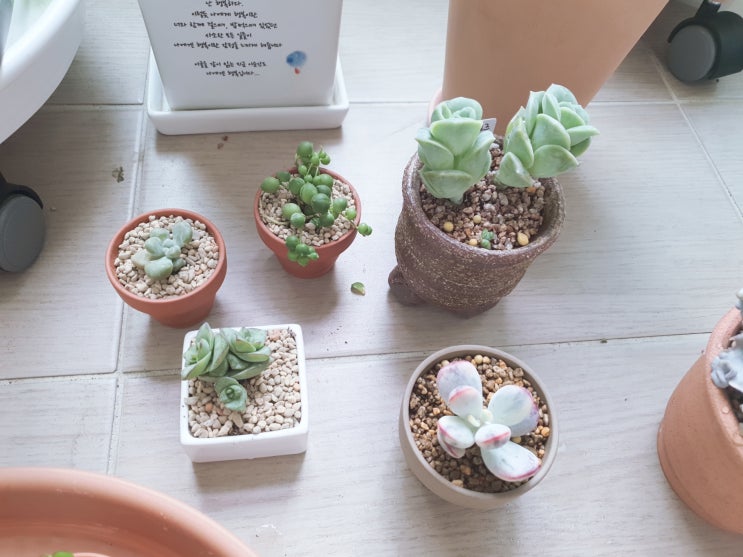  초보식집사일지 : 비에 젖어 물렁해진 다육이들, 긴급 분갈이하기(분갈이 준비물 미리 챙기기)