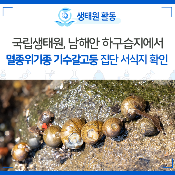 [NIE 소식] 국립생태원, 남해안 하구습지에서 멸종위기종 기수갈고둥 집단 서식지 확인