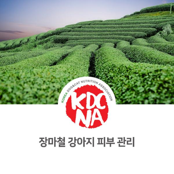  최수연 반려동물영양전문가가 알려주는 장마철 강아지 피부 관리 방법_1092