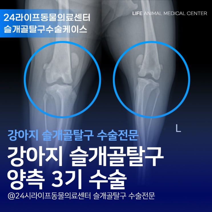 경북 영천에서 대구로 강아지 슬개골탈구수술 동물병원 왔어요 양측 슬개골탈구 3기