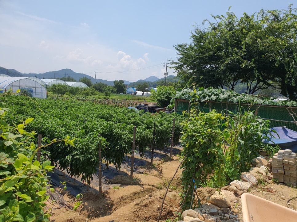 고향민박 사진 4