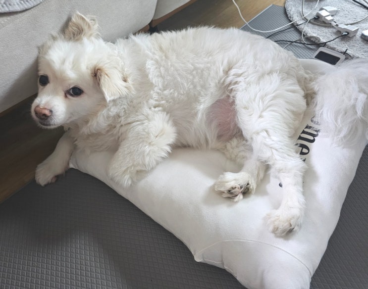  강아지 방석 침대, 다 사줬는데..