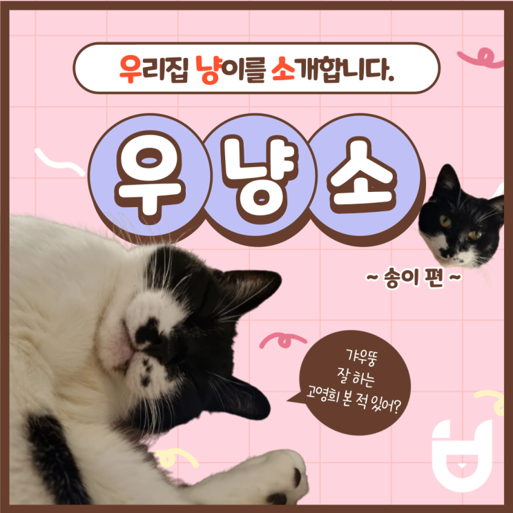  우리 집 고양이를 소개합니다 - 송이편