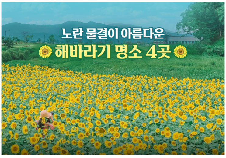 노란 물결이 아름다운 해바라기 명소 4곳 노란 물결이 아름다운 해바라기 명소 4곳