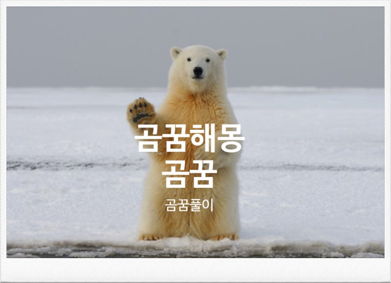 곰에게 쫓기는 꿈 물리는 공격하는 나오는 곰 꿈해몽 상황별 정리
