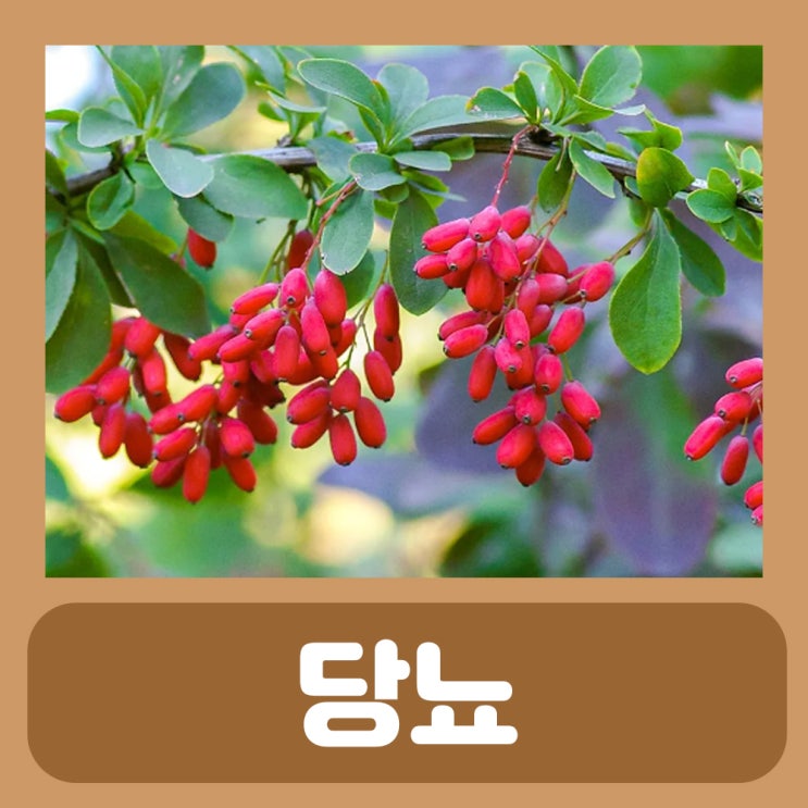  당뇨에 안좋은 음식 좋은 음식 당뇨 영양제 베르베린 효능 부작용