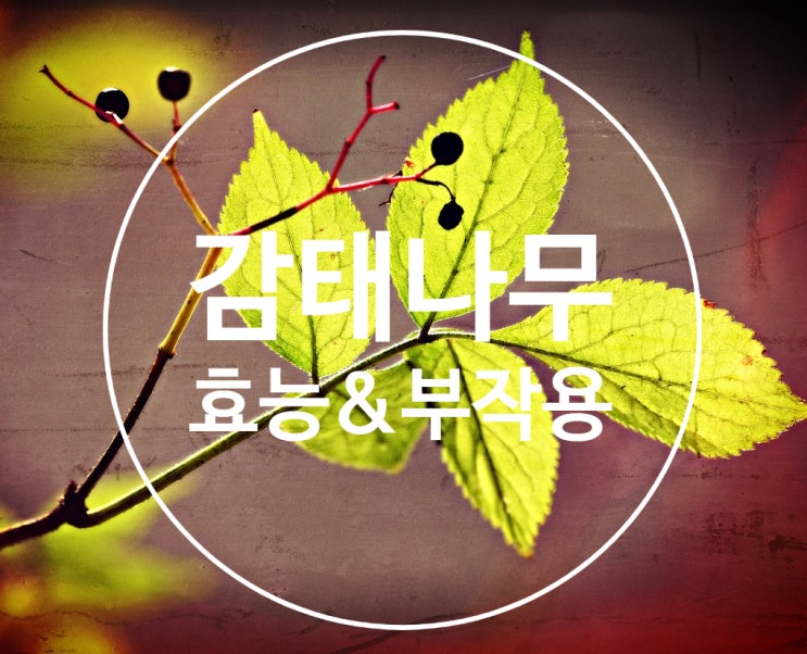연수목 지팡이 만드는데 쓰는 감태나무의 효능과 부작용 정리