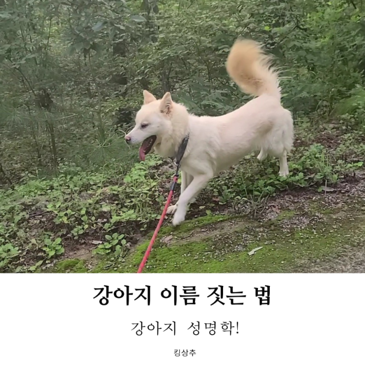  강아지 이름은 어떻게 지어야 하나요? 강아지 이름 강아지 성명학
