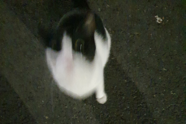  길고양이 간택, 이후 2년이 되어간다.