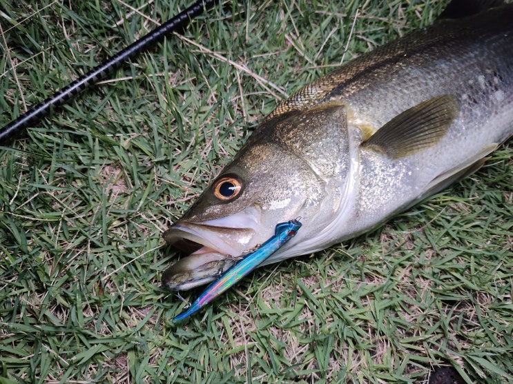  (2023.07.21) 오랜만에 여름 농어