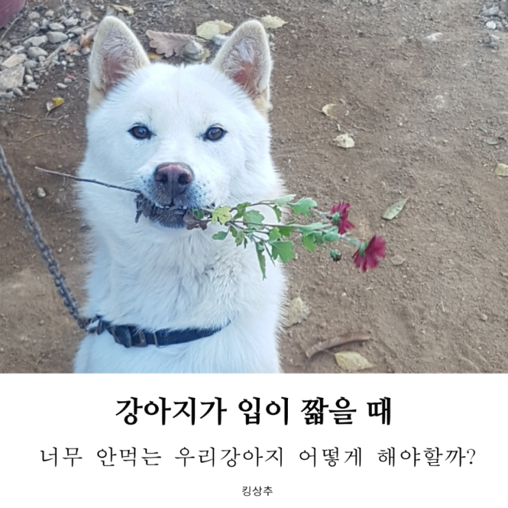  강아지가 사료를 잘 안 먹어요 강아지 입이 짧을 때 강아지 식욕부진